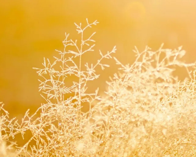White bush over orange background