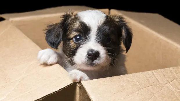 Puppy in Box