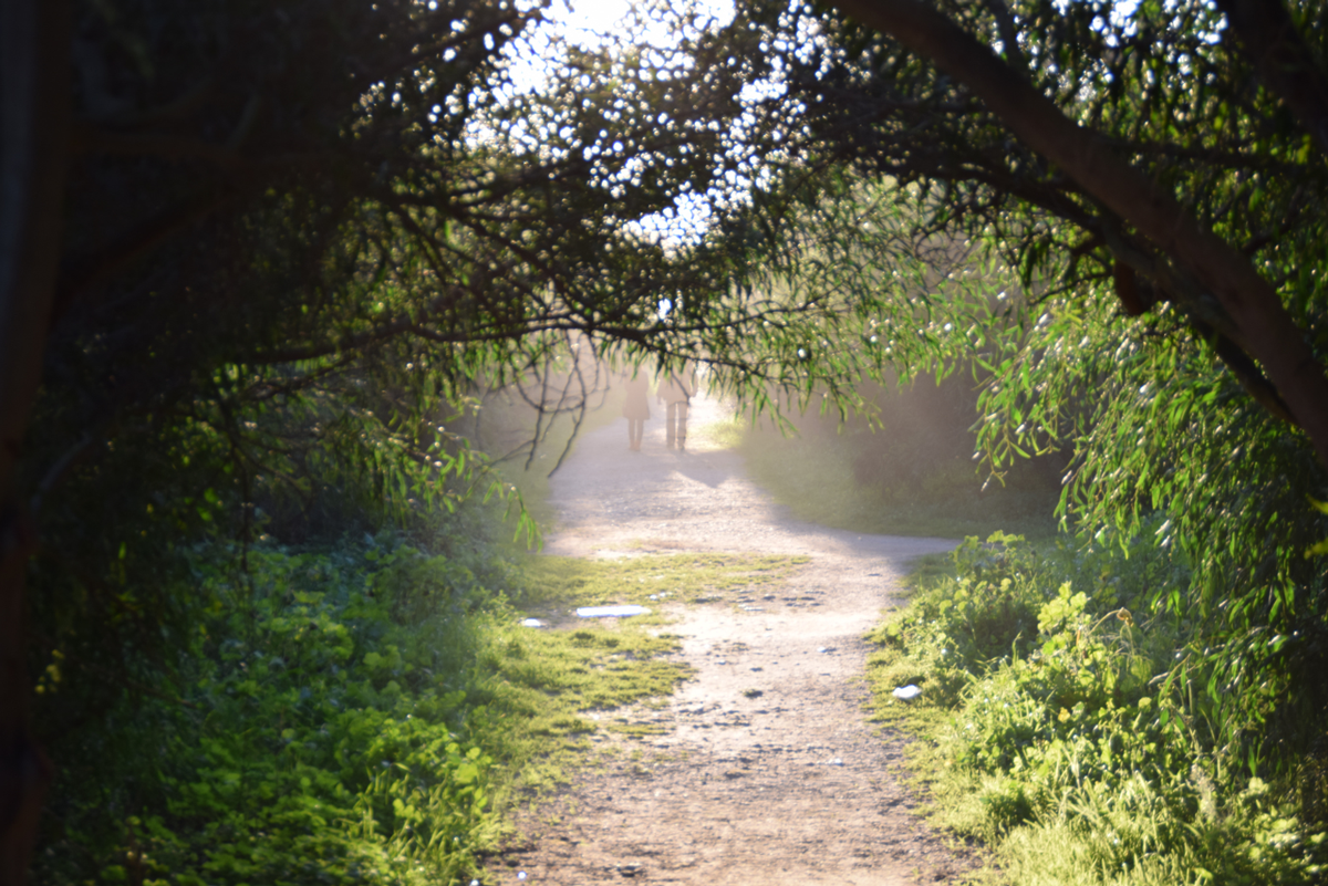 Path on a forest
