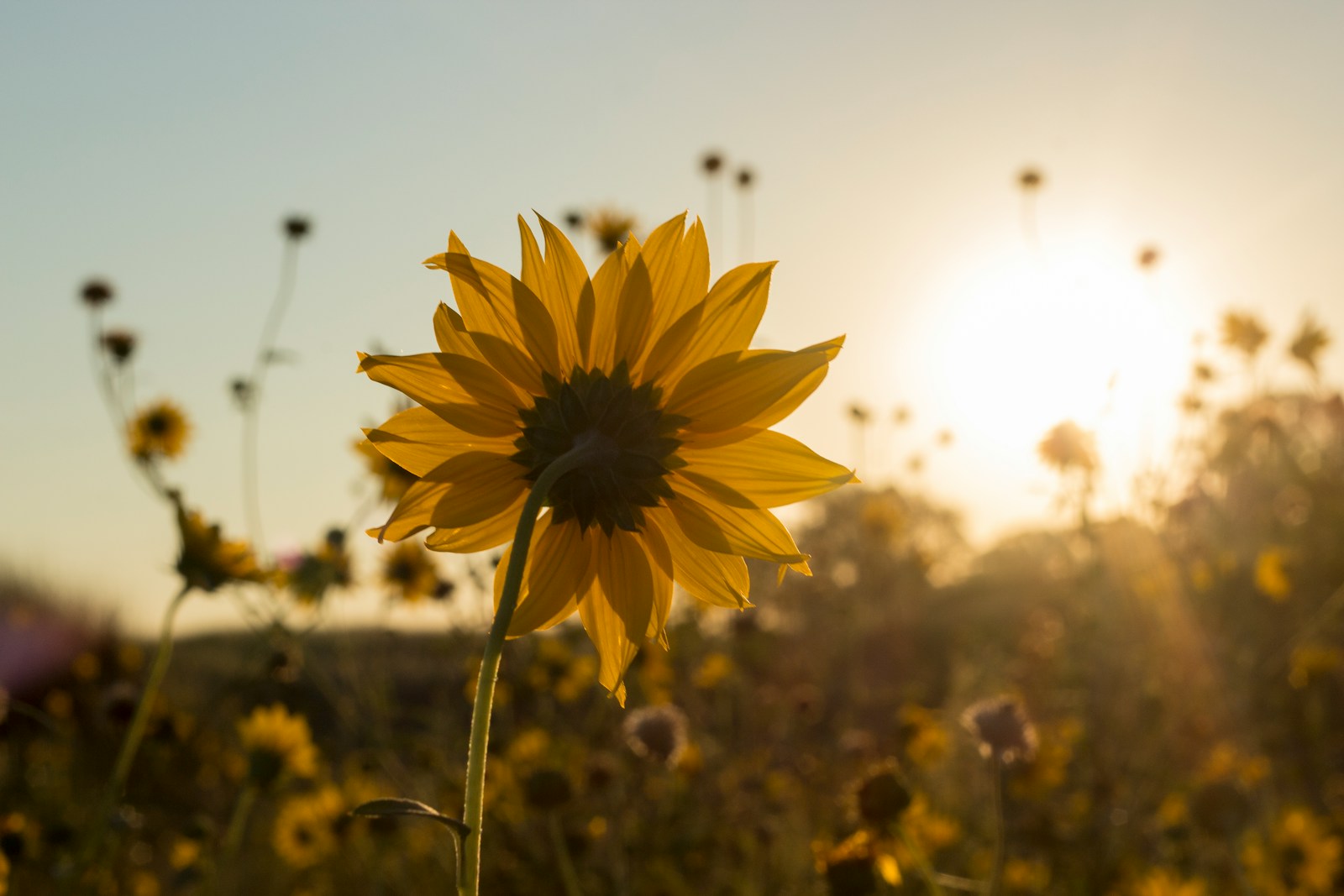 photo of yellow Sunflowers