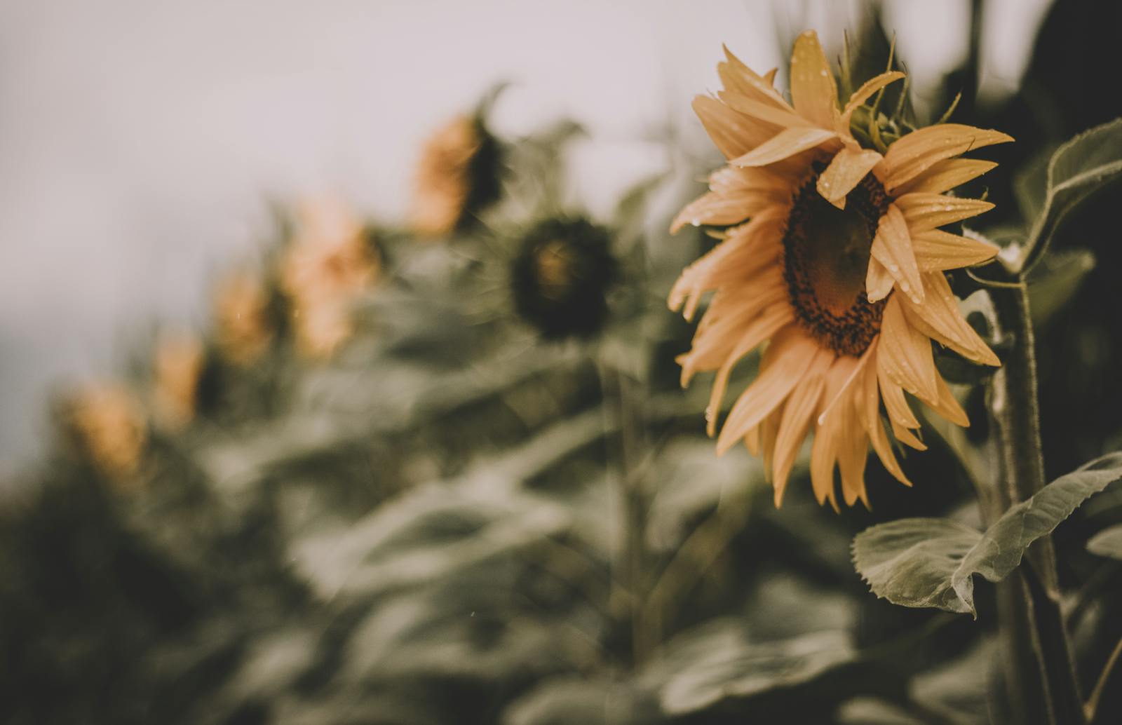 A close-up of a sunflower in a field with a dreamy blur effect and warm tones.